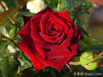 黑魔法月季/丹尼尔莫科姆/黑魔术Black Magic