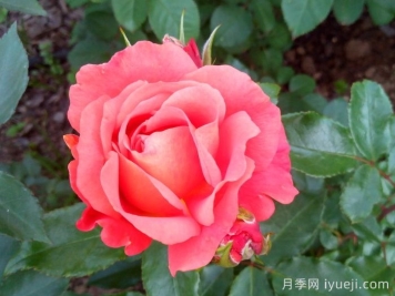 阿比斯科月季/阿比斯库Abisco