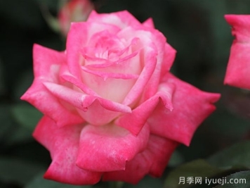 阿尔推斯75月季的优缺点是什么？