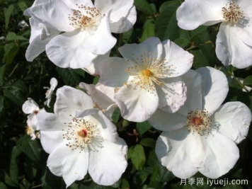 阿达别墅月季Villa Ada