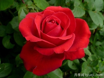 爱的魔力月季/贝佐伯/爱的咒语Love's Magic