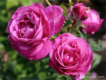 爱的气息月季/卡门沃尔斯/艾多拉波尔Carmen Wurth