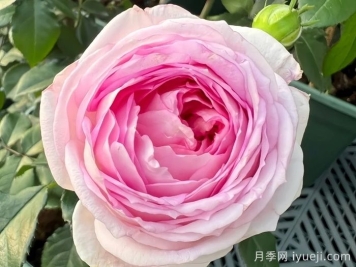 爱的颜色月季/爱之歌Couleur de l'amour