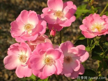 安吉丽娜月季/安洁莉娜Angelina