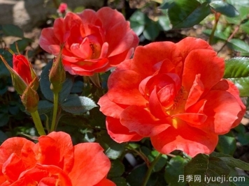 安娜福特月季Anna Ford