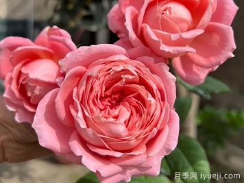 安索菲比克月季/碧克月季Anne-Sophie Pic