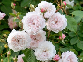 奥尔布莱顿月季/奥尔布莱顿兰布勒The Albrighton Rambler