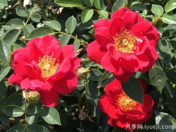 奥索易都市传奇月季Oso Easy Urban Legend