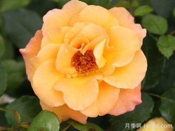 奥索易小姐月季Oso Easy Sunorita