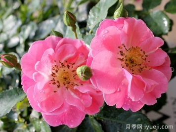 奥索易粉色纸杯蛋糕Oso Easy Pink Cupcake