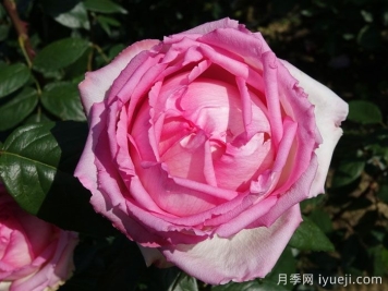 巴尔扎克的荣耀月季Honore de Balzac