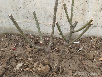 园林植物如何安全越冬？