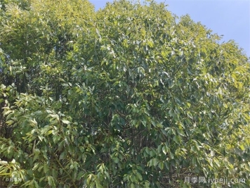 海南海口地区常用苗木种类