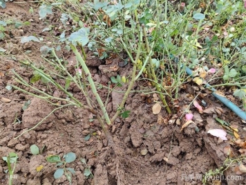 月季裸根苗种植技巧，地栽和盆栽教给你