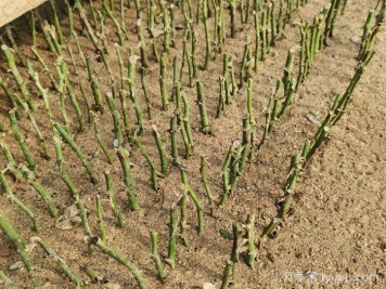 月季冬剪的枝条别扔，教你扦插收获一大堆小苗