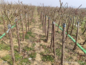 冬季园林养护管理的重要工作，需要作什么？