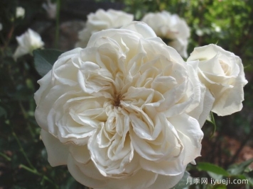 白米农月季/白色玫迪兰/白色梅兰蒂娜White Meidiland