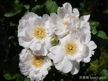 白色跑者月季White Roadrunner