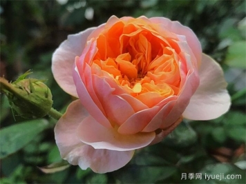 温柔珊瑚心月季/呼呼塞拉/乌乌祖拉Vuvuzela