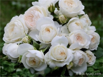 白色天堂月季/西塞罗月季Cielo