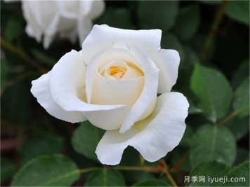 白色圣诞月季/白圣诞月季White Christmas