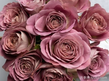 白昼黑影月季/今日之影Shadow of the day