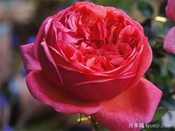 保罗克利月季Paul Klee