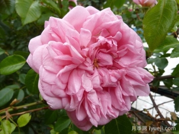 保罗诺埃尔月季/保罗诺尔/保罗圣诞节Paul Noel