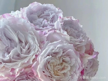 贝拉琳达仙女月季/仙女琳达月季Bella Linda Fairy