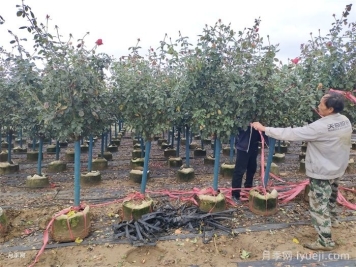 树状月季的移栽方法及其注意事项