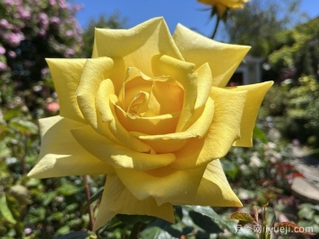 贝罗利娜月季Berolina