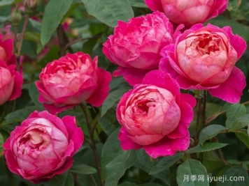 本杰明布里顿月季Benjamin Britten