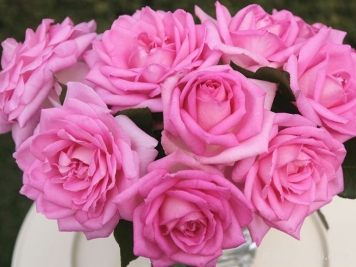 比弗利月季/激情香水/粉红完美/索菲达旺Beverly