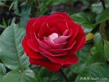 轻松月季/别紧张月季Take It Easy