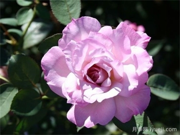 冰凉月季/不羁小子/酷如冰Cool as Ice