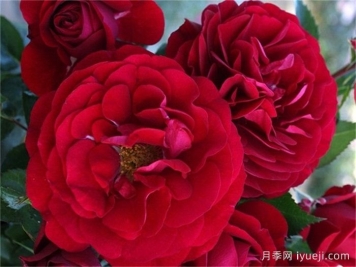 波尔多红酒月季Bordeaux