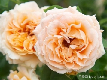 波尔卡月季Polka