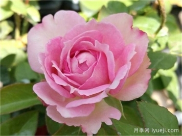 波图紫杯月季/紫砂杯月季Porto purple cup