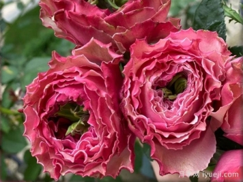 伯利兹月季Belize