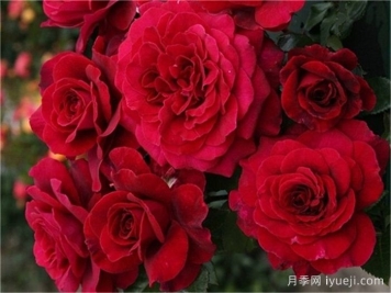 美景月季/贝尔维尤/不羁的灵魂Bellevue