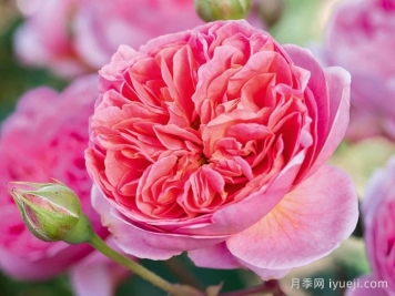 博斯科贝尔月季/博斯克贝尔月季Boscobel