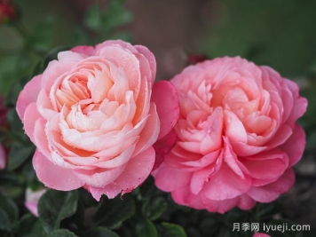 彩笔浪漫月季/大卫霍克尼月季David Hockney