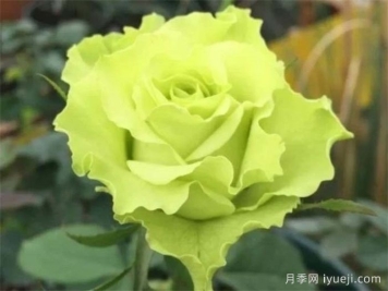 超级绿色月季/绿舞裙月季Super Green