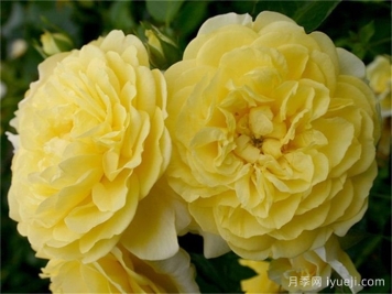 10款黄色月季品种，花期超长抗病强