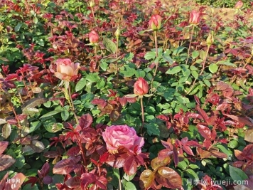 月季施肥不踩坑，月季施肥原则和周期