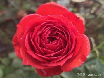 50种经典切花月季品种，实现玫瑰瓶插自由