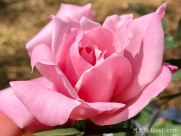 初恋月季Premier Amour