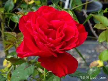 传奇月季/约瑟芬月季Legends