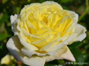 大赦国际月季/柠檬雪酪月季Amnesty International