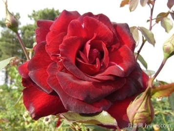 戴尔巴德夫人月季Madame Delbard